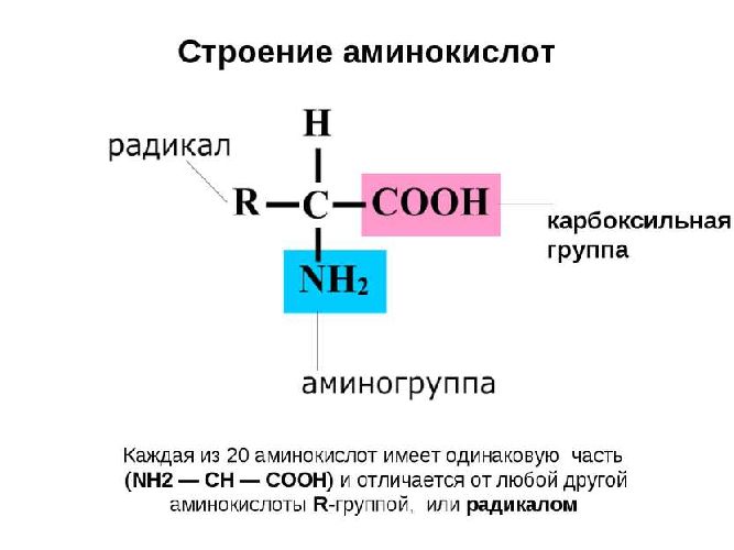Аминокислоты