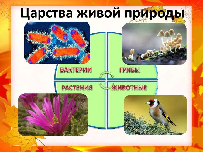 Биология – наука о живой природе