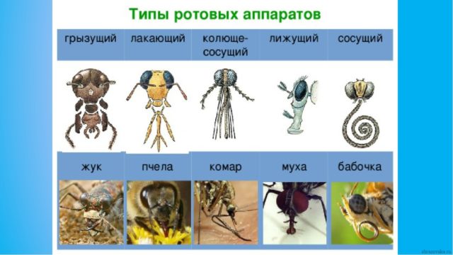Членистоногие насекомые
