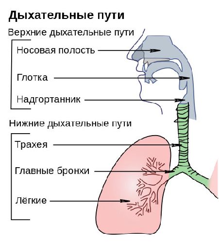 дыхательная система млекопитающих