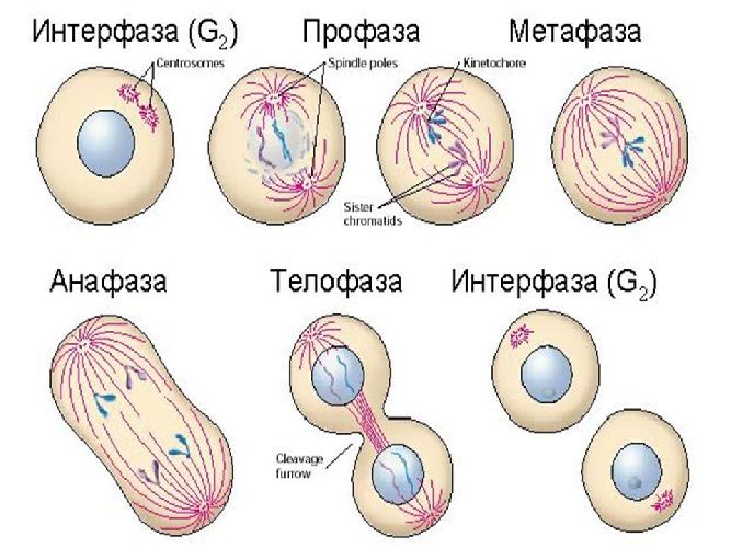 Эукариотическая клетка