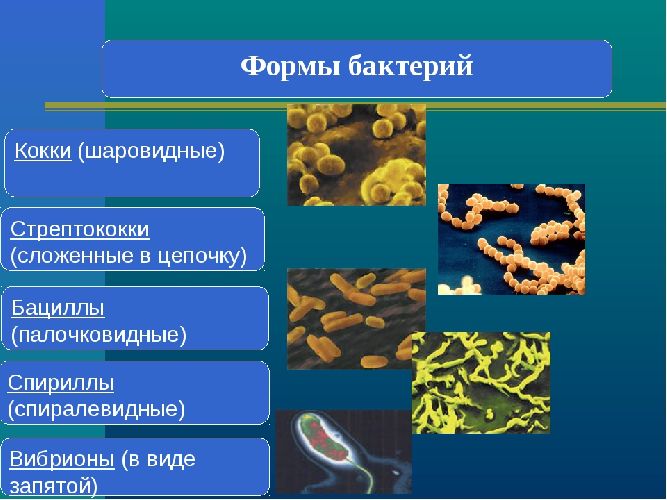 Формы бактерий и их названия