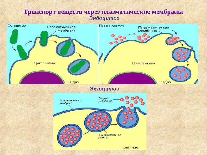 Функции клеточной мембраны