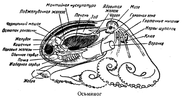 Осьминоги