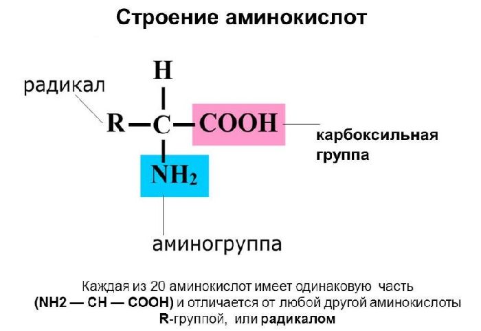 Химические свойства аминокислот