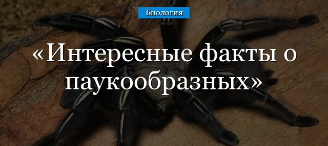 Интересные факты о паукообразных