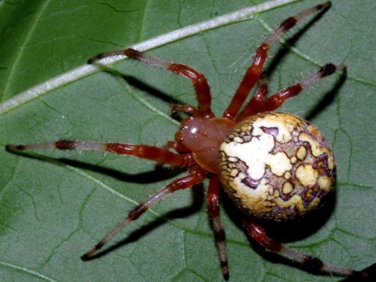 Класс Arachnida – паук-крестовик