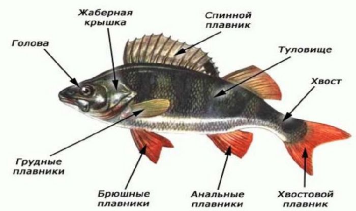 Класс «Рыбы»