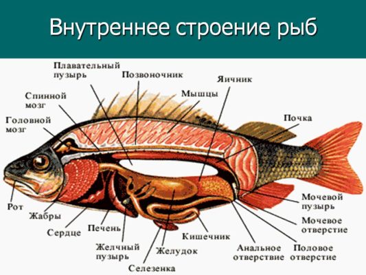 Класс «Рыбы»
