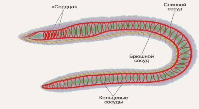Кровеносная система кольчатых червей