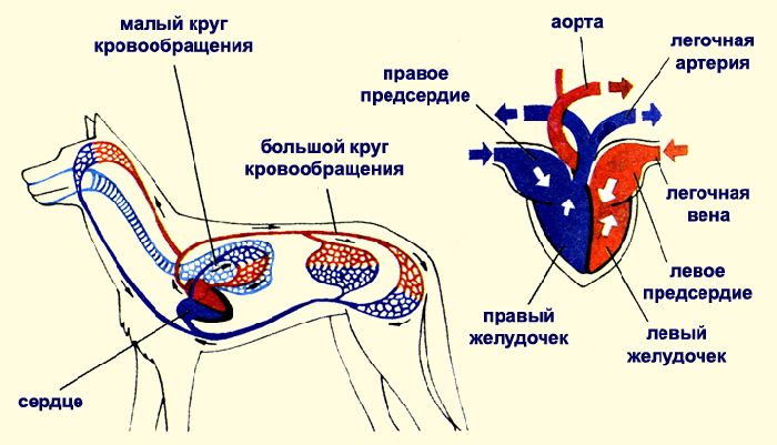 Кровеносная система млекопитающих
