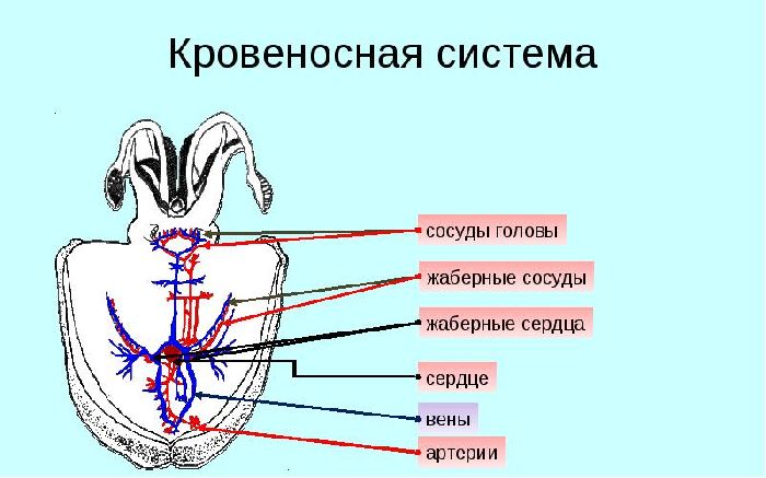 Кровеносная система моллюсков