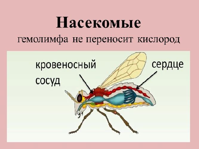 Кровеносная система насекомых