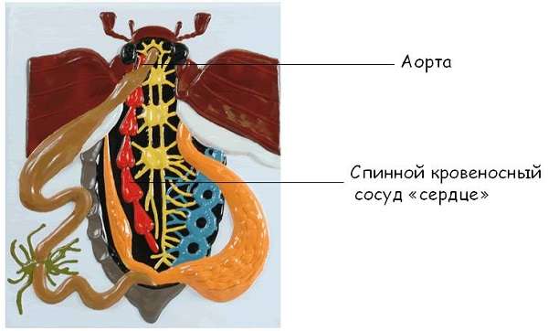 Кровеносная система насекомых