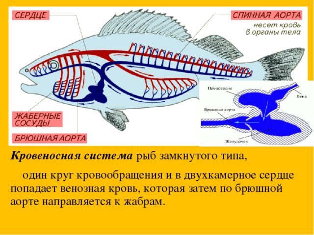 Кровеносная система рыб