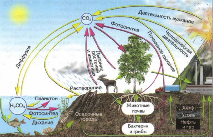 Углеродный цикл в природе