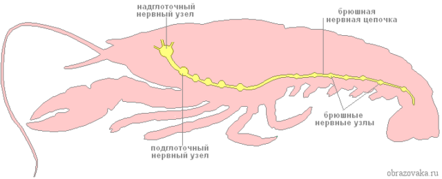 Нервная система членистоногих