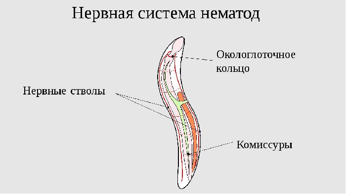 Нервная система круглых червей