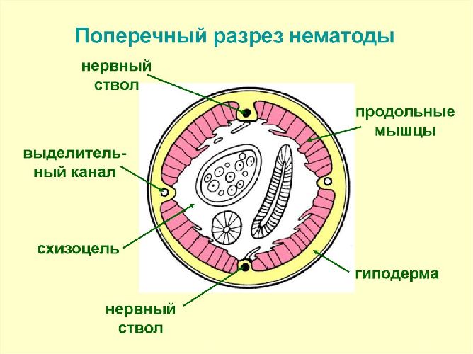 Нервная система круглых червей
