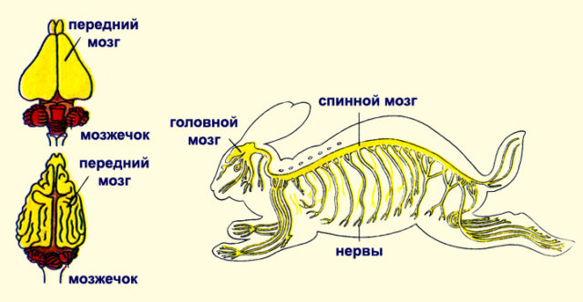Нервная система млекопитающих