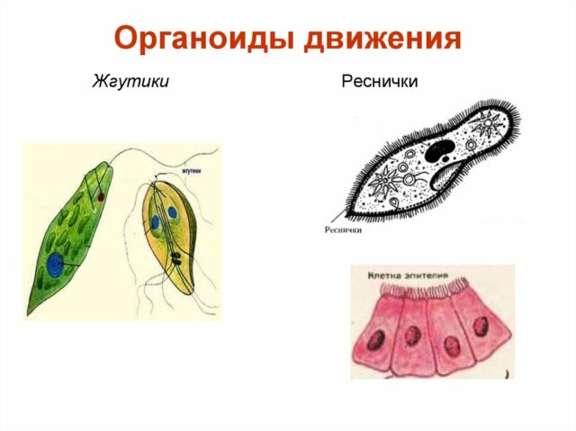 Органеллы клетки и их функции
