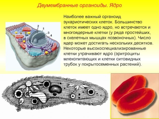 Органеллы клетки и их функции