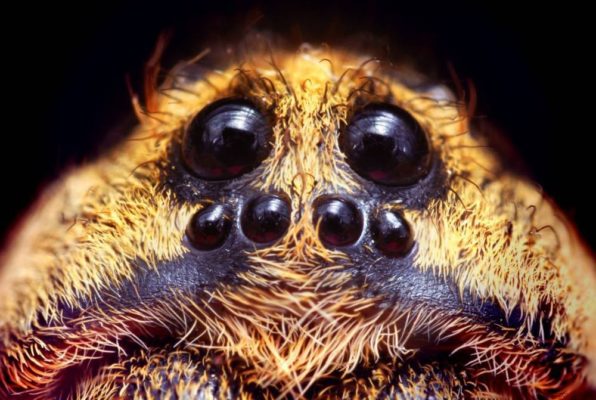 Органы чувств у паукообразных