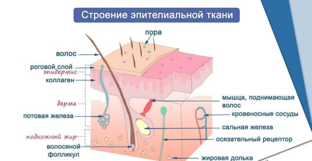 Особенности строения клеток эпителиальной ткани