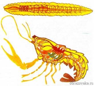 Разница между телом членистоногих и кольчатых червей