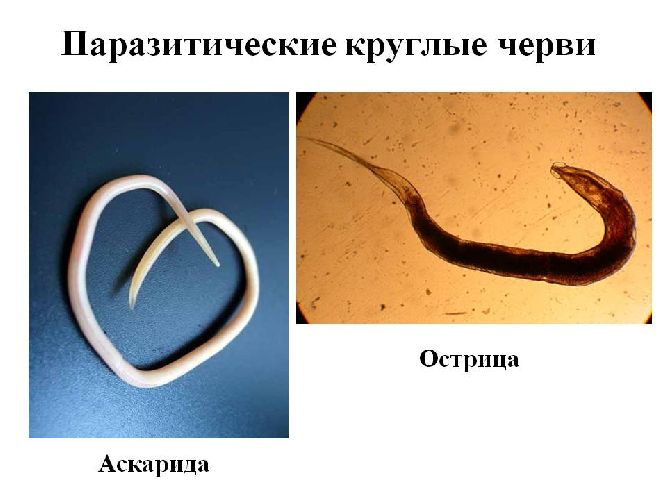 Пищеварительная система круглых червей