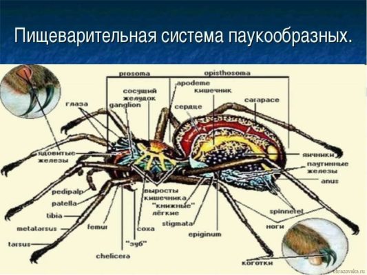 Пищеварительная система паукообразных