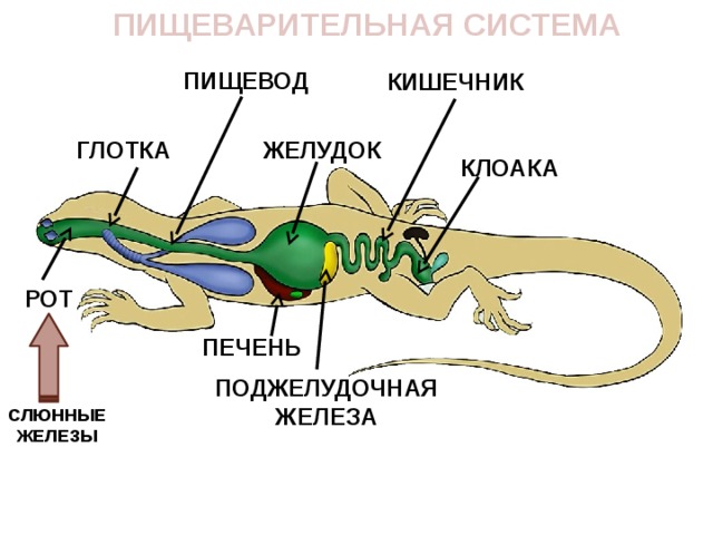 Пищеварительная система рептилий