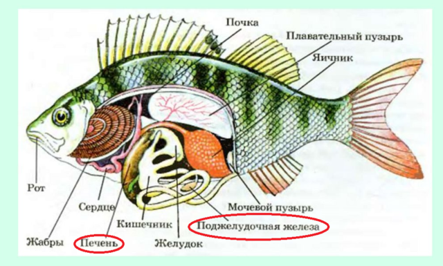 Пищеварительная система рыб