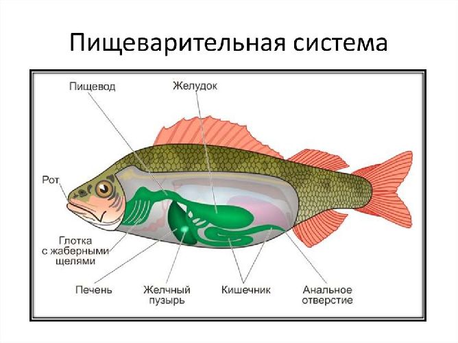 Пищеварительная система рыб