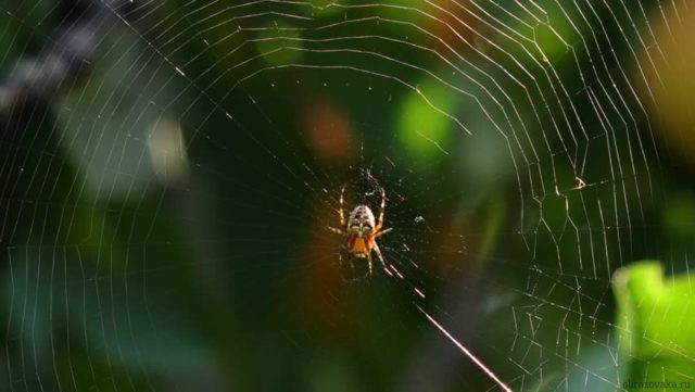 Признаки паукообразных