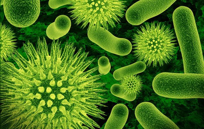 Роль бактерий в природе и жизни человека