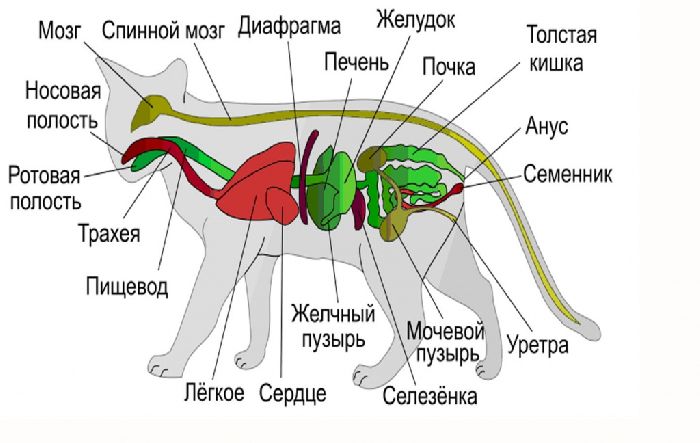 Системы органов животных