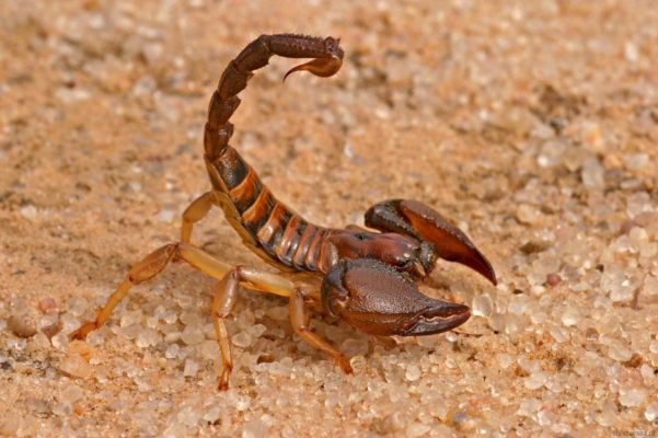 Скорпион – представитель паукообразных