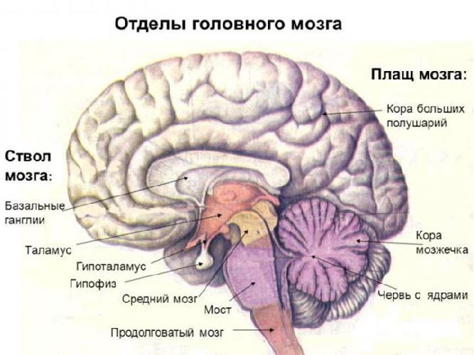 Строение и функции мозга