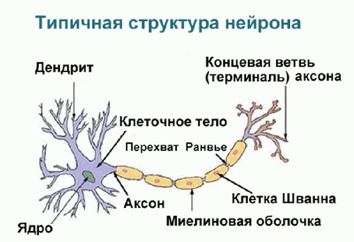 Строение и функции нервной системы человека