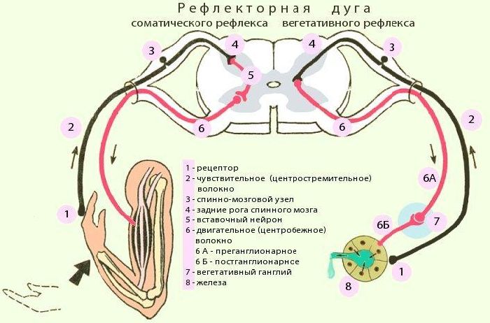 Строение и функции нервной системы человека