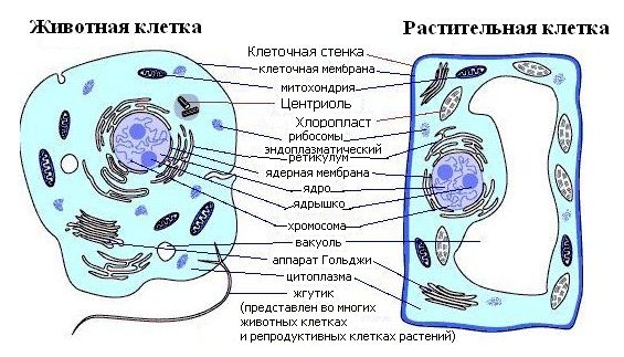 Клеточная структура