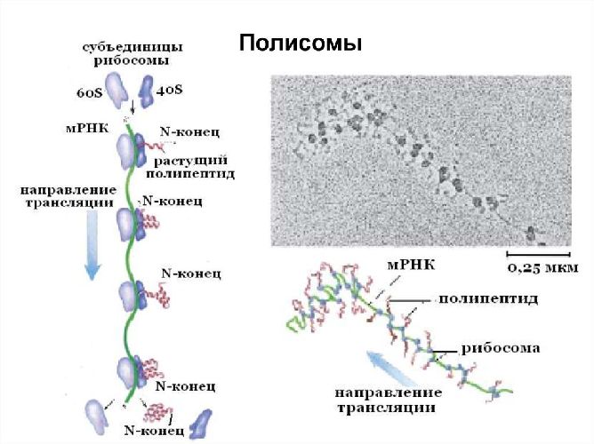 Структура рибосомы