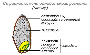Структура семян