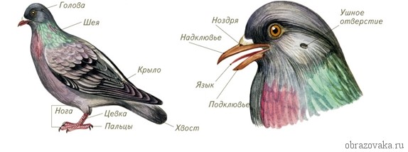 Строение внутренних органов птиц