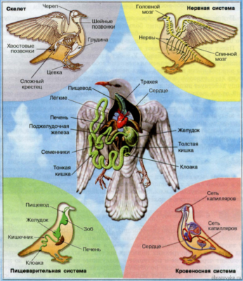 Строение внутренних органов птиц