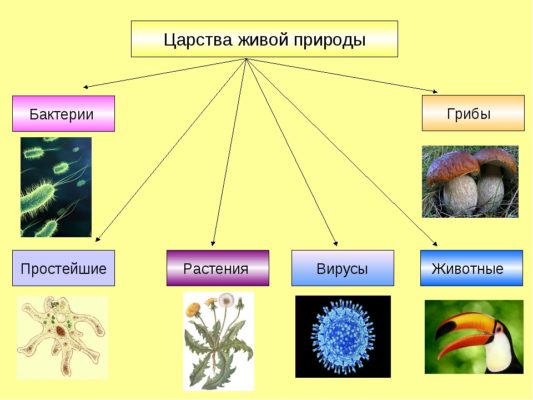 Характеристика живых организмов (5 класс)
