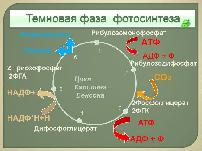 Темная фаза фотосинтеза