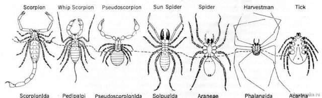 Вид членистоногих: пауки