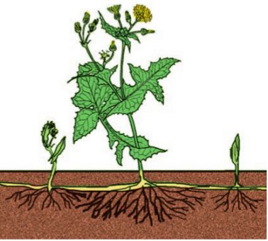 Вегетативное размножение покрытосеменных растений